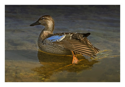 Blue-winged Teal