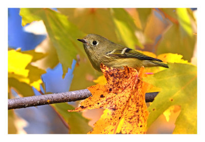 Ruby-crowned Kinglet