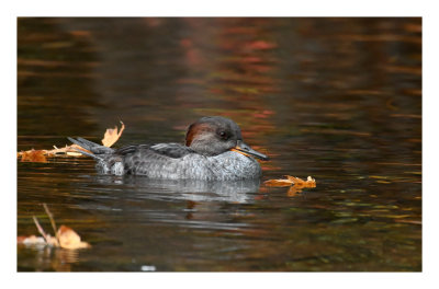 Hooded Merganser