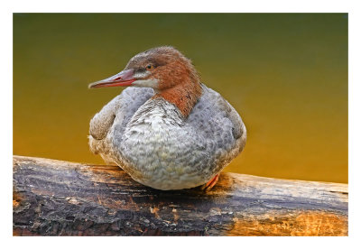 Common Merganser