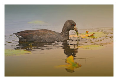 American Coot