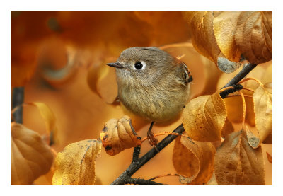 Ruby-crowned Kinglet