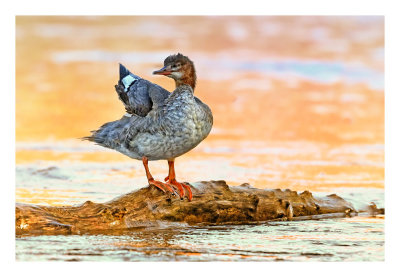 Common Merganser