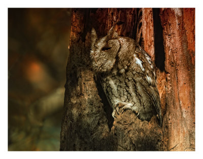 Eastern Screech Owl