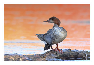 Common Merganser