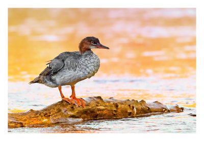 Common Merganser