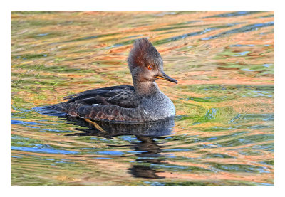 Hooded Merganser