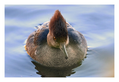 Hooded Merganser