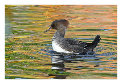 Hooded Merganser