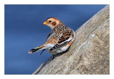 Snow Bunting