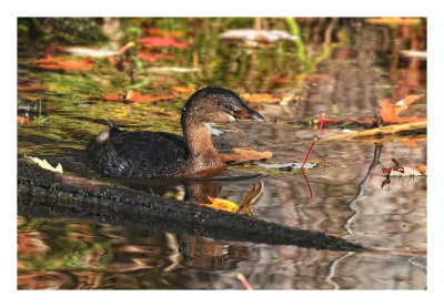 Pied-billed Grebe