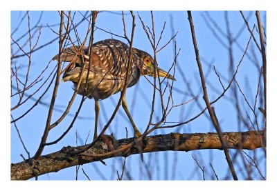 Black-crowned Night Heron