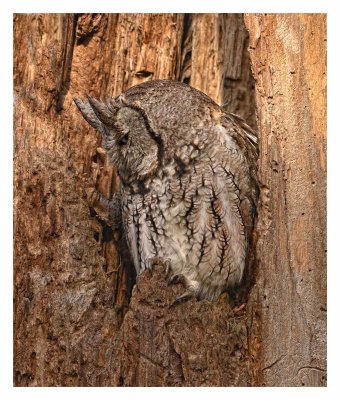 Eastern Screech Owl