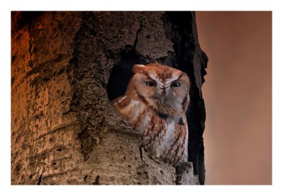 Red Morph Screech Owl