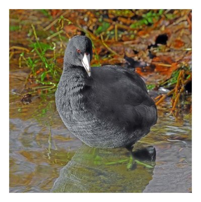 American Coot