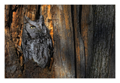 Eastern Screech Owl