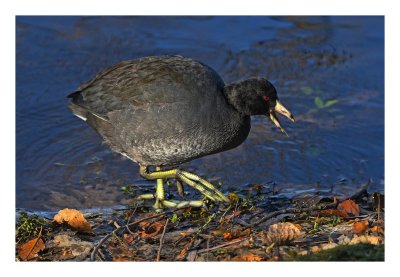 American Coot