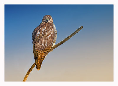 Red-tailed Hawk