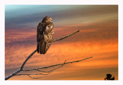 Red-tailed Hawk