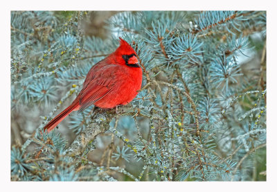 Northern Cardinal