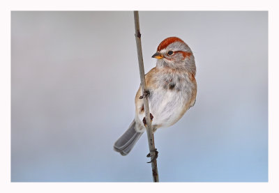 American Tree Sparrow