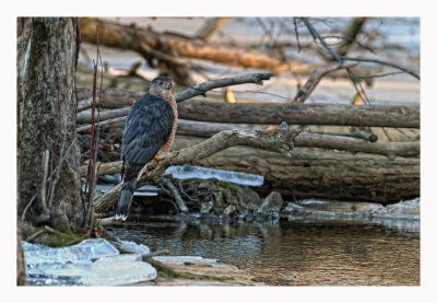 Cooper`s Hawk