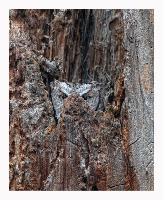 Eastern Screech Owl