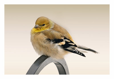 American Goldfinch