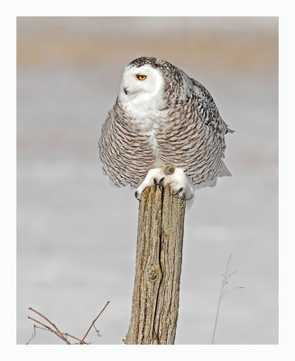 Snowy Owl