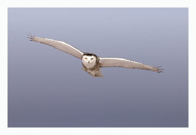 Snowy Owl