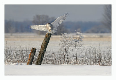 Snowy Owl