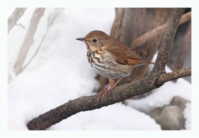 Hermit Thrush