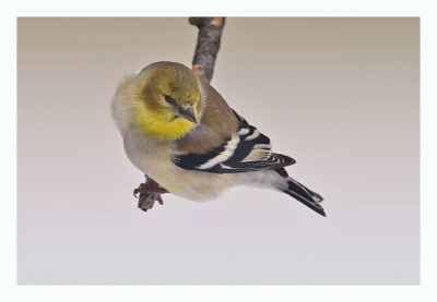 American Goldfinch