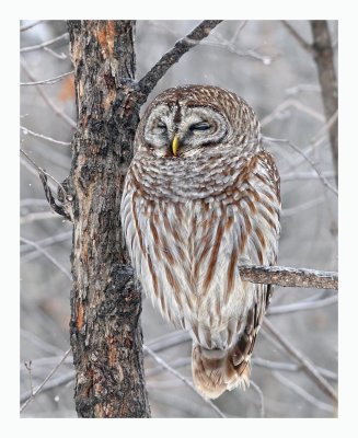 Barred Owl