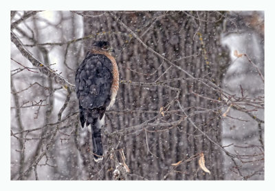 Cooper`s Hawk