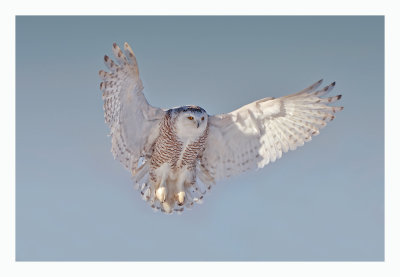Snowy Owl