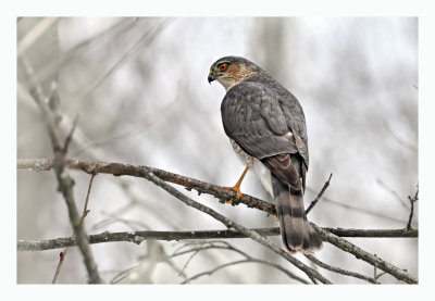 Sharp-shinned Hawk