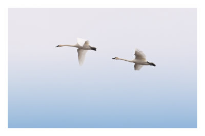 Trumpeter Swan
