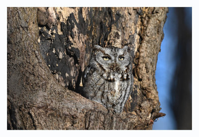 Eastern Screech Owl