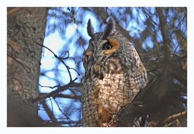 Long-eared Owl