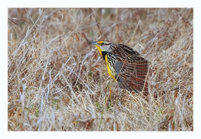 Eastern Meadowlark