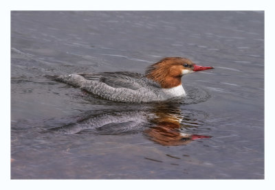 Common Merganser