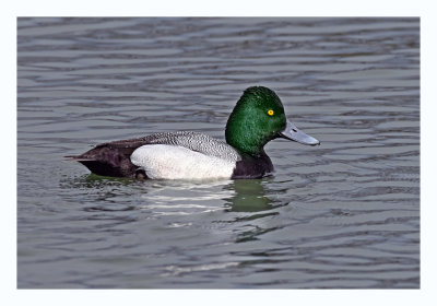 Lesser Scaup