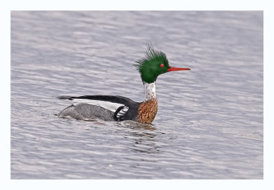 Red-breasted Merganser