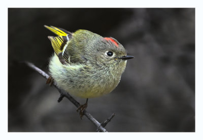 Ruby-crowned Kinglet