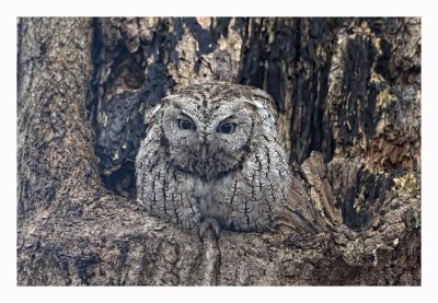 Eastern Screech Owl