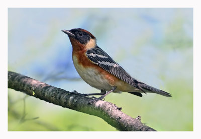 Bay-breasted Warbler