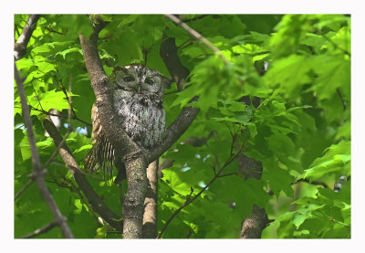 Eastern Screech Owl