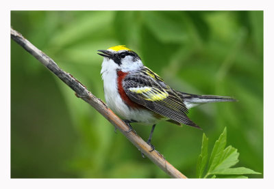 Chestnut-sided Warbler