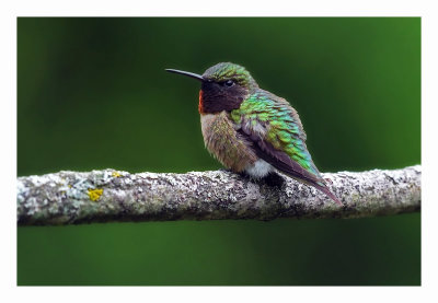 Ruby-throated Hummingbird